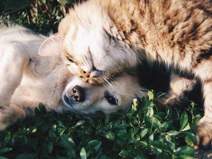 Elegimos 10 alimentos y accesorios para cuidar la salud de tu perro o gato.