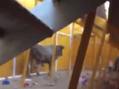 En vídeo, el momento en que el toro pasea entre la zona del público.