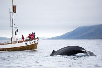 Avistamiento de ballenas en Husavik, al norte de Islancia.