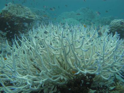 Los corales est&aacute;n entre los habitantes del oc&eacute;ano m&aacute;s gravemente afectados por el aumento de la temperatura y por la acidificaci&oacute;n del agua. 