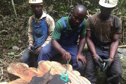 Empleados de Crelicam marcan un árbol de ébano en la selva de Camerún para facilitar su trazabilidad.