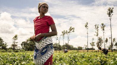 Una agricultura, en una plantación de una cooperativa de judías en Kenia.