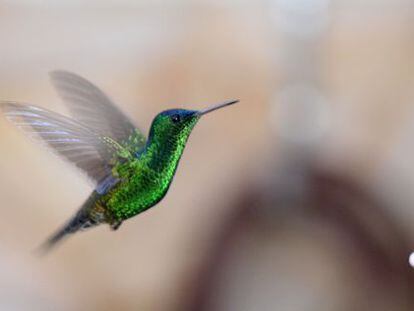 Un colibr&iacute; gorriazul en la reserva Jard&iacute;n Encantado.