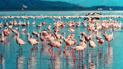 Lago Nakuru, Kenia.