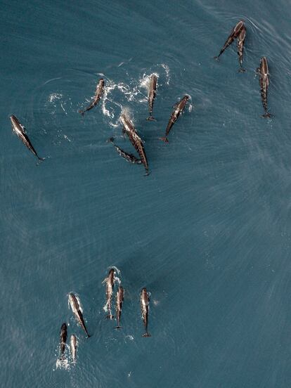 Un centenar de ejemplares de calderón común ('Globicephala melas'), una especie de la familia de los delfines habitual en el Mediterráneo pero rara de avistar en la Costa Brava, se ha dejado ver esta semana en el cañón submarino de Begur (Girona).