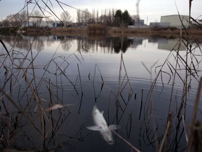 Las lagunas de Velilla de San Antonio, el viernes, con un pez muerto en primer plano.