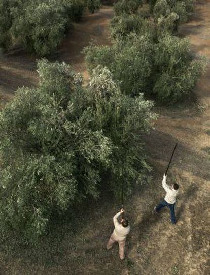 Dos hombres varean un olivar en Jaén.