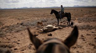 Un agricultor observa el cadáver de su ganado en el rancho de Santa Bárbara, un área afectada por la sequía cerca de Camargo, en el estado de Chihuahua, México.