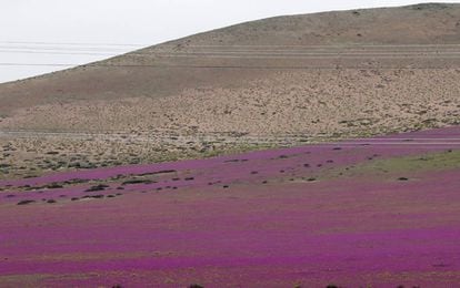 El desierto chileno con flores. 
