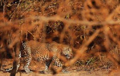 Un leopardo en el parque nacional de Yala, en Sri Lanka.