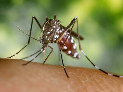 El mosquito tigre, transmisor la fiebre de chikungunya.