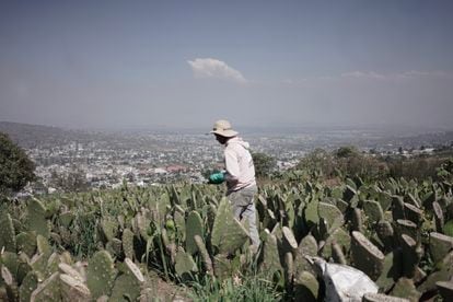 Un trabajador cultiva nopal en la alcaldía de Milpa Alta, Ciudad de México, México. 