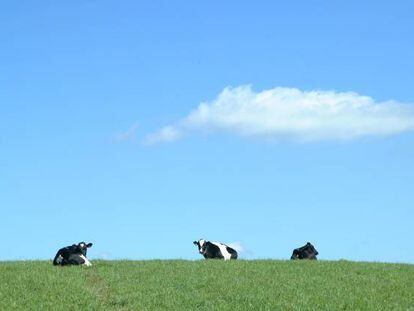 Vacas felices