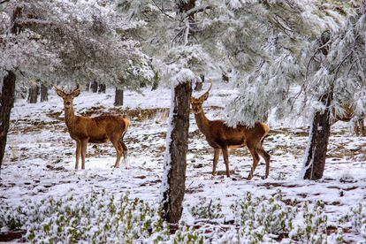 Dos ejemplares de ciervos, en la Sierra de Baza (Granada).