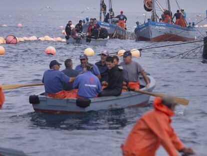 Los pescadores toman posición en una almadraba de atunes cerca de Barbate (Cádiz).