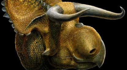 El nombre Nasutoceratops Titusi se traduce: gran nariz, cuerno-cara.