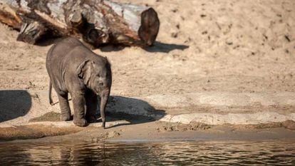 'Tarzen', el bebé elefante que falleció este martes en el zoológico de Planckendael.