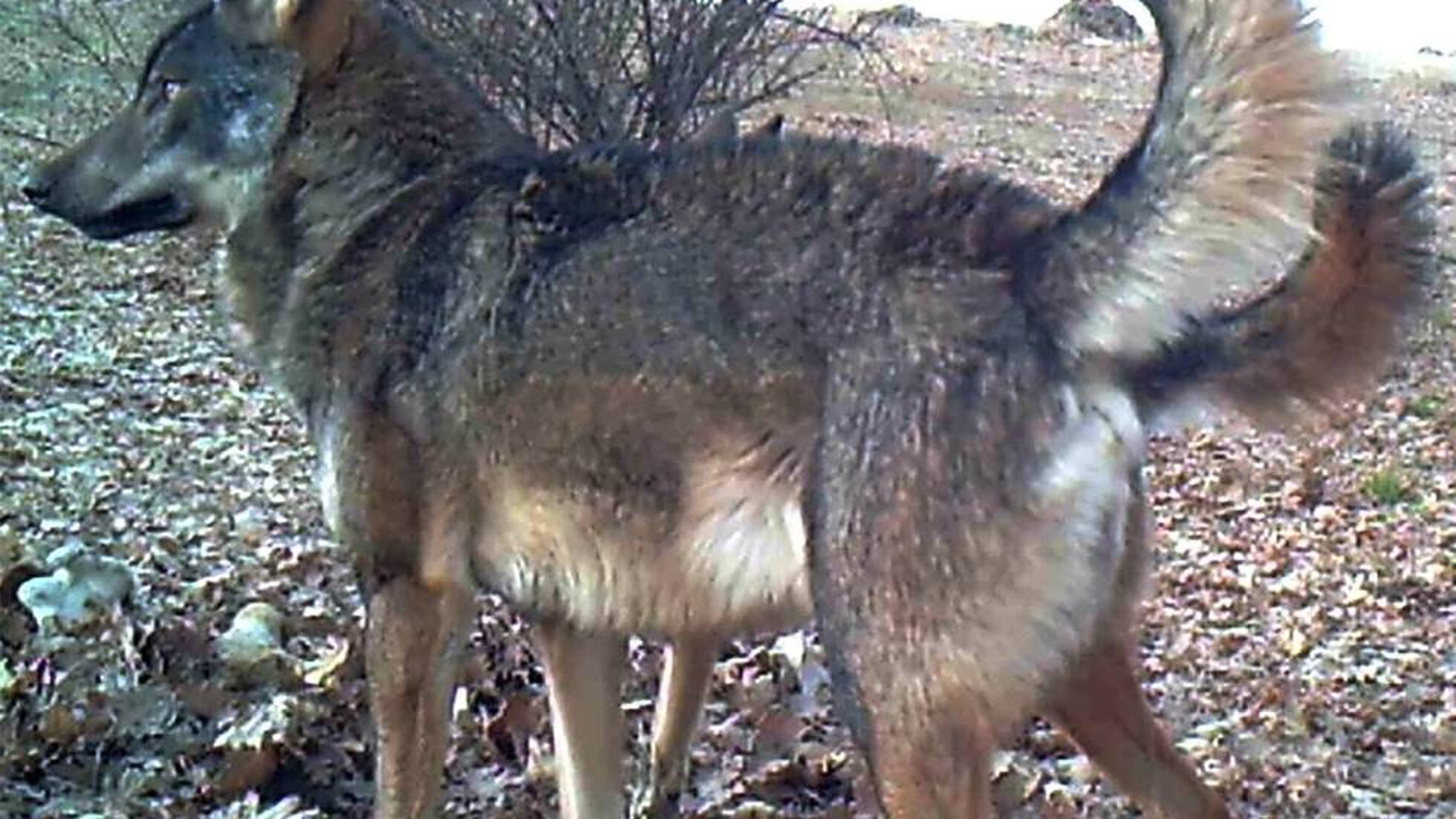 Cinco manadas de lobos son ya madrileñas de pura cepa | Sociedad | EL PAÍS