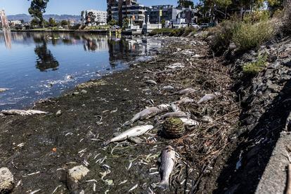 Acumulación de peces muertos alrededor del Lago Merritt, en la ciudad de Oakland, el 31 de agosto de 2022. 