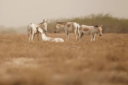 El 2 de octubre de 2019 se celebrará en Gujarat el 150 aniversario del nacimiento de Mahatma Gandhi. Habrá fiestas por todo lo alto y la posibilidad de descubrir, entre tanta celebración, rincones remotos e interesantes reservas de fauna. También para visitar Ahmedabad, donde comenzó el movimiento que culminaría con la independencia de India. El humilde Sabarmati Ashram, donde vivió Gandhi, será el foco de las celebraciones del aniversario, que también llegarán hasta la ciudad natal de Gandhi, Porbandar, y a su casa familiar en Rajkot. En Gujarat hay que visitar las mezquitas medievales y los mausoleos del sultanato en Ahmedabad; visitar el parque nacional de Gir, morada de algunos de los últimos leones salvajes de Asia; el Little Rann de Kutch (en la foto), región desértica donde viven asnos salvajes, o descubrir sus culturas tribales.