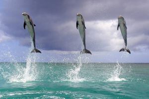 Delfines saltarines en la isla de Roatán, en Honduras.