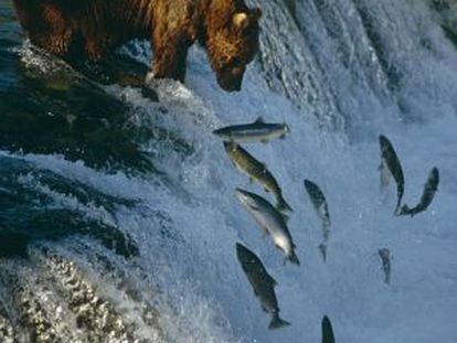 Un oso espera que los salmones caigan en sus garras, en Alaska.