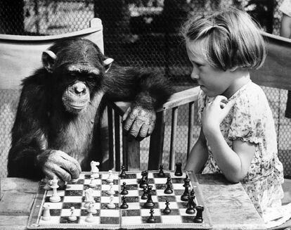 Partida de ajedrez entre una niña y un chimpancé en el zoo de Londres, en 1955.