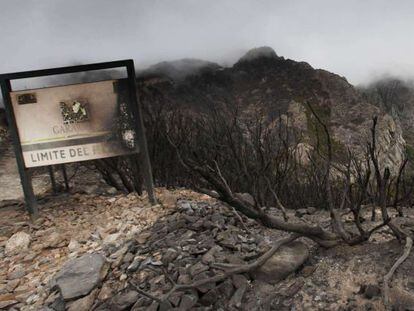 Aspecto del parque natural de Garajonay, en La Gomera, tras el incendio.