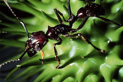 La hormiga tucandera puede medir entre tres y cuatro centímetros de largo.