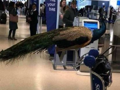 Un pavo real, sobre un carrito en el aeropuerto de Newark (Nueva Jersey), el pasado enero.