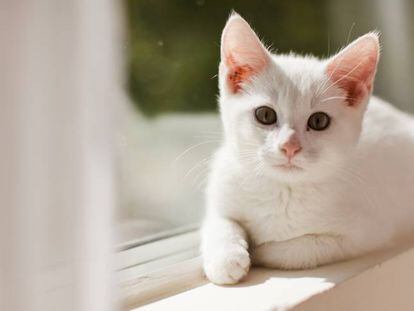 Un gato blanco.