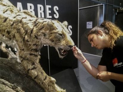 Una operaria da los últimos retoques a la reproducción de un dientes de sable 'Machairodus aphanistus' en la exposición en Cosmocaixa.