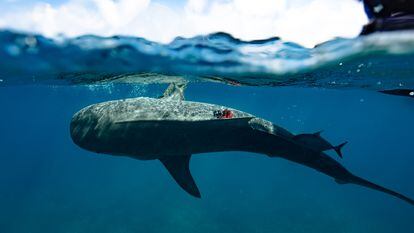 Un tiburón tigre equipado con una de las cámaras que han permitido monitorizar la inmensa pradera de pastos marinos en las Bahamas.