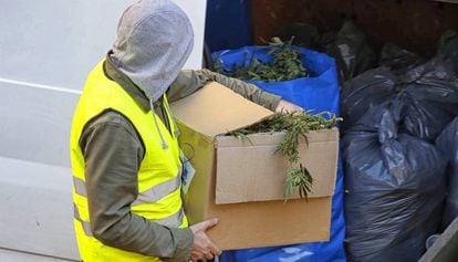 Un agent dels Mossos d'Esquadra transporta marihuana decomissada durant una operació.
