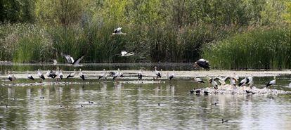 Cig&uuml;e&ntilde;as en una laguna cerca de Valdeming&oacute;mez.