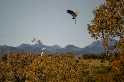 Dos de las garzas reales que anidan en los árboles cercanos al muro de la presa;  una zona donde no se permite el paso. 