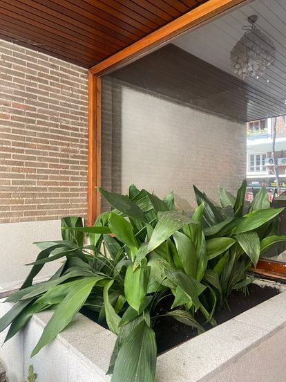Several aspidistras outside and under cover at the entrance of a north-facing portal of a block of flats in the Arapiles neighborhood of Madrid.