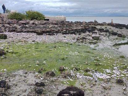 Peces muertos sobre rocas en las orillas de la Bahía Yavaros.