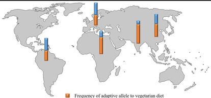 El mapa muestra la frecuencia del alelo adaptativo (en naranja) a la dieta vegetariana en los ancestros de las poblaciones por continentes.
