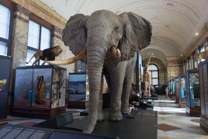 Elefante que se conserva en el museo. 
