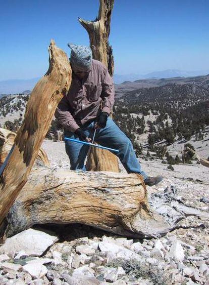 Un investigador extrae muestras de anillos de un ejemplar muerto de pino de piña de erizo en Sheep Mountain, California.