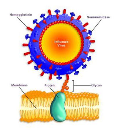 El gràfic mostra el virus de la grip atacant una cèl·lula. Els bastonets de la membrana exterior són la proteïna hemaglutinina i l'enzim neuraminidasa, les seves inicials serveixen per catalogar tots els tipus de grip.