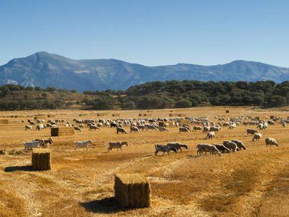 Ovejas de los pastos en los espacios comunidad autónoma de Aragón