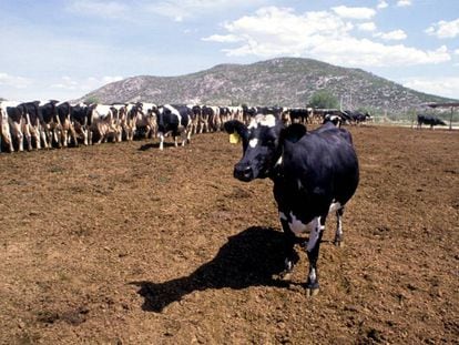 Las vacas son una de las especies afectadas por este virus. 