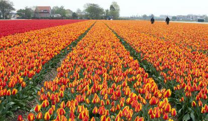 Un campo holandés de tulipanes.
