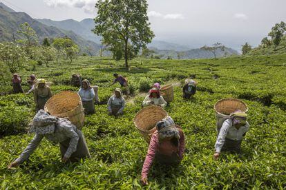 Un grupo de recolectores recoge las hojas de té en Makaibari Tea Estates, en la región de Darjeeling . El té de Darjeeling es uno de los más caros y apreciados en el mundo; casi toda su producción se vende en el extranjero y su precio puede llegar a 1.600 euros por kilo.