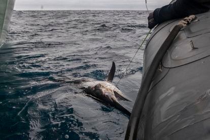 En esta acción, los activistas encontraron enganchados en las artes de pesca en total 7 peces espada, 1 tiburón azul, 1 dorada, 1 barracuda y 2 lanzas de hocico largo, que fueron devueltos todos al agua. 