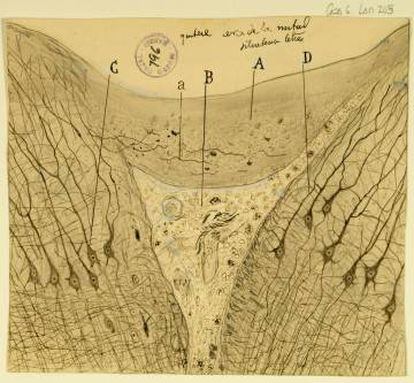 'Ferida transversal de cervell d'un gat', de Ramón y Cajal (1914).