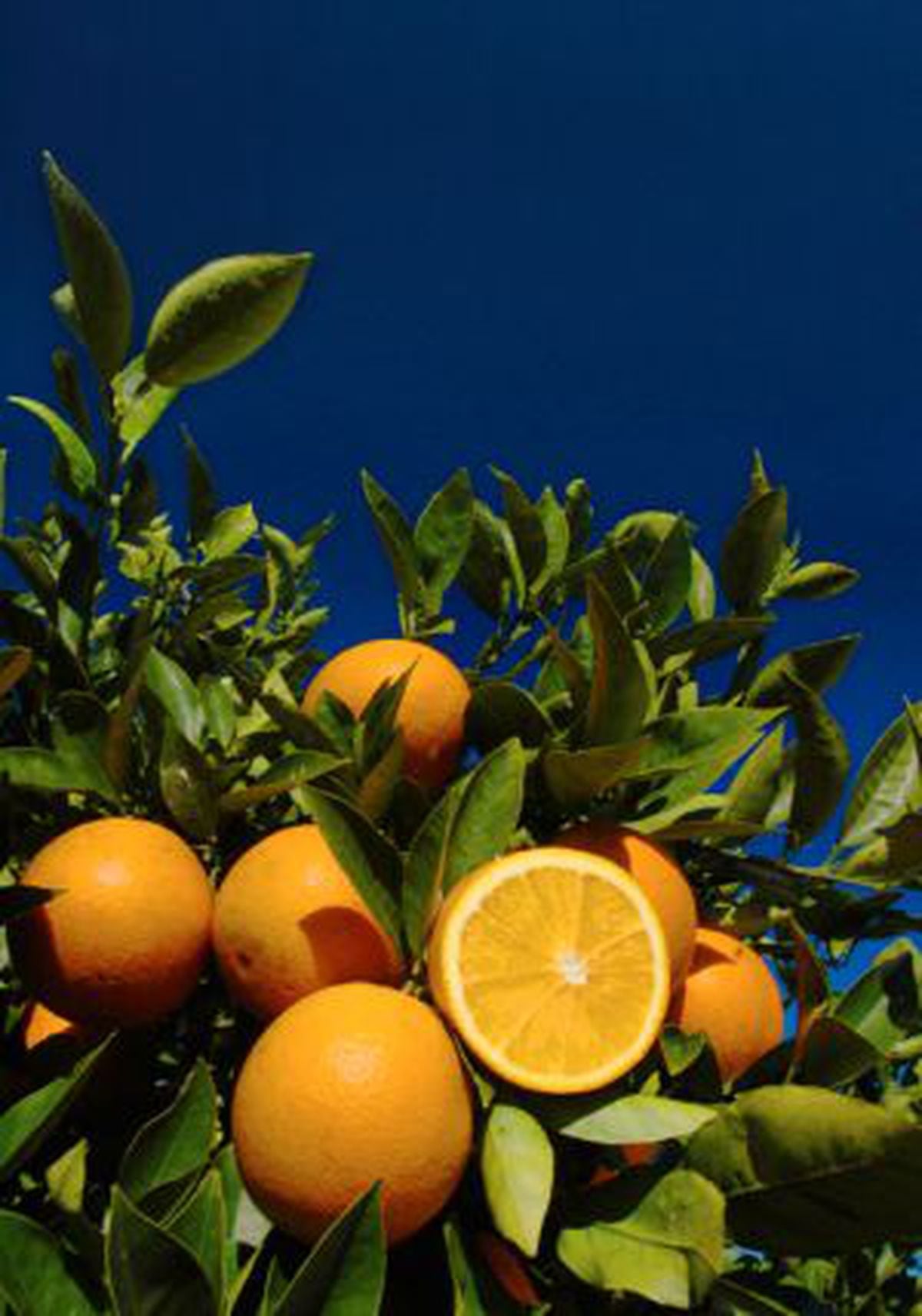 Beneficios: Para qué sirve realmente la vitamina C (y para qué no) | Ciencia | EL