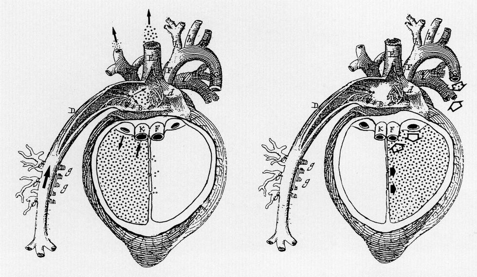 La circulación de la sangre a través del corazón, según el médico griego Galeno.  